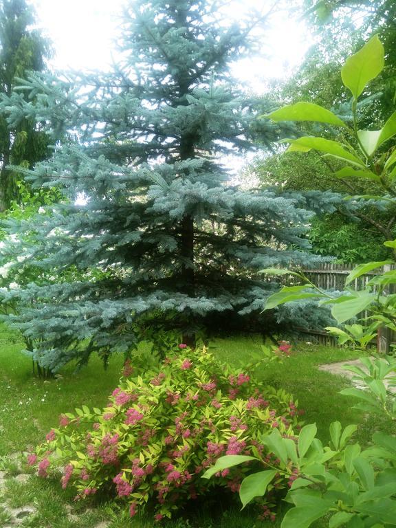 Pensiunea Paloma 3 Stele Брашов Экстерьер фото